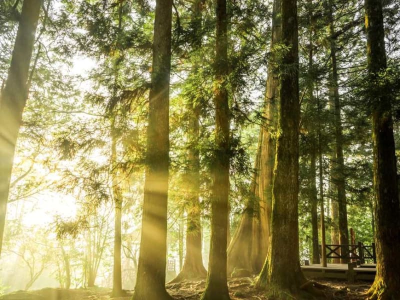 Day 3: Explore thousand-year-old ancient Taiwan cypress trees along trails of the Alishan Forest Recreation Area