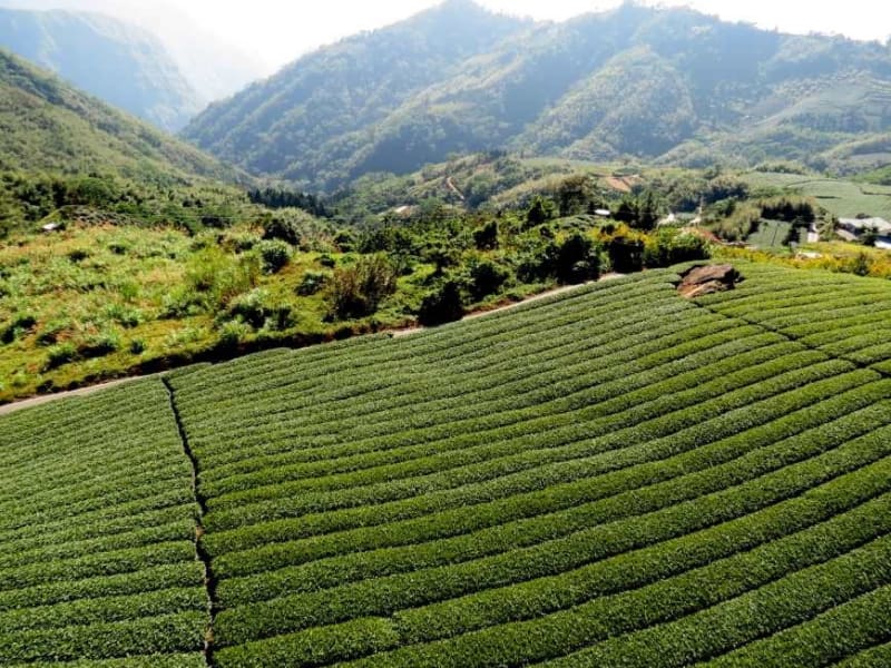 Day 2: Experience lush green tea plantations