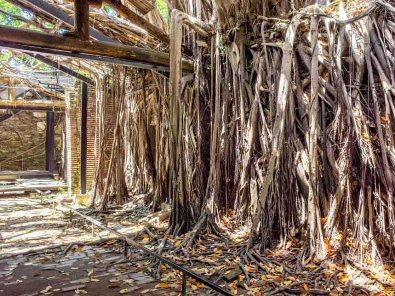 Day 4: Visit an old Dutch castle and an ancient banyan tree