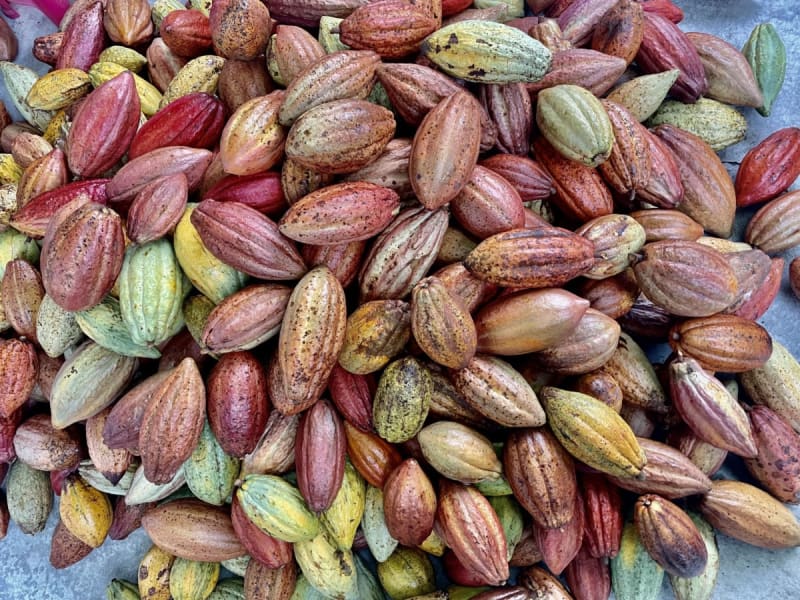 Discover Taiwan's chocolate origins in Pingtung - experience an authentic eco cocoa tour where colorful pods reveal the secrets of farm-to-bar craftsmanship.