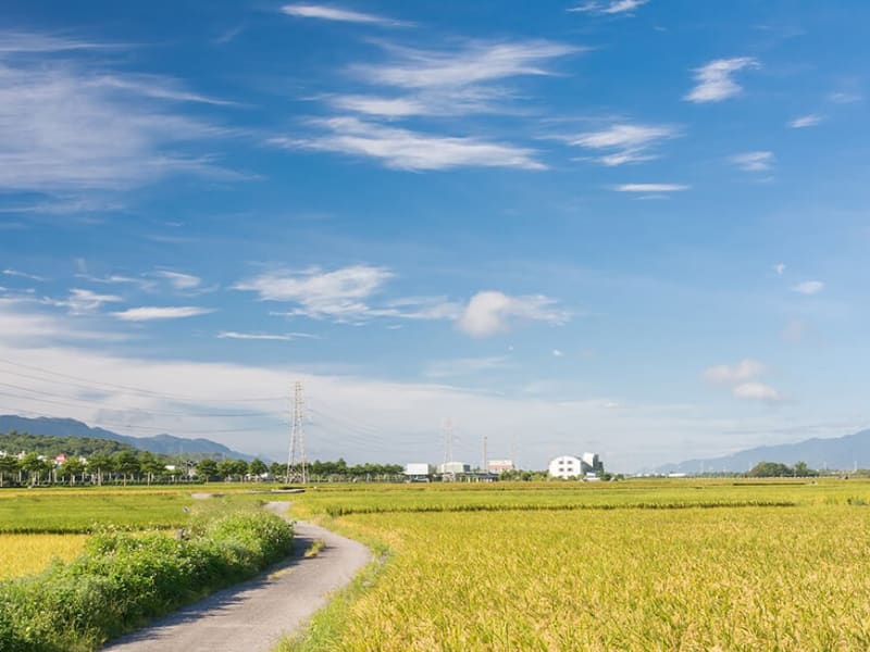 Cycle on beautiful roads and bike paths passing through rice paddies and flower filled fields.