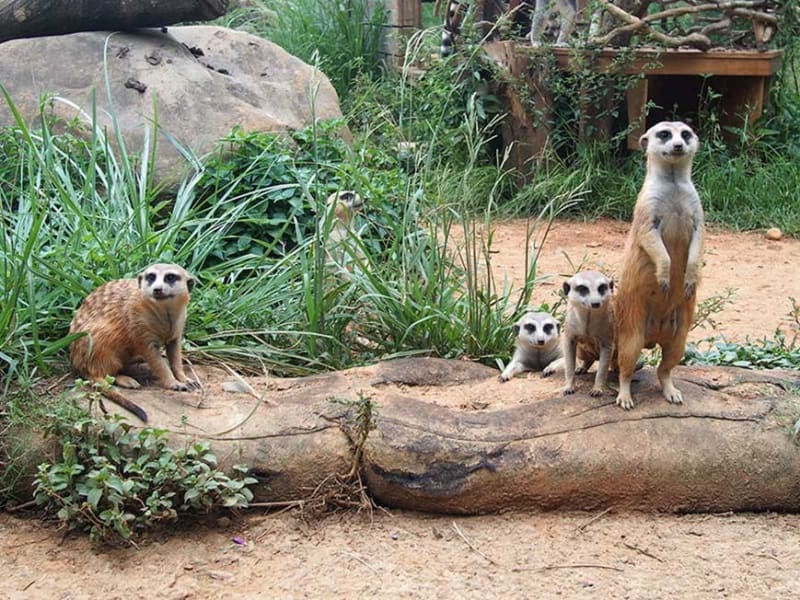 Meerkat Observation Experience Tour