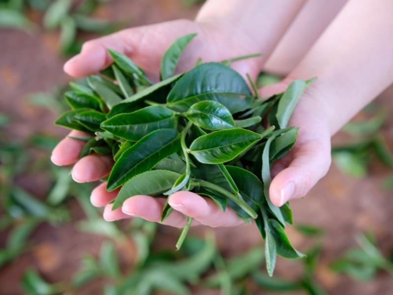 Learn how to pick tea leaves with a local farmer