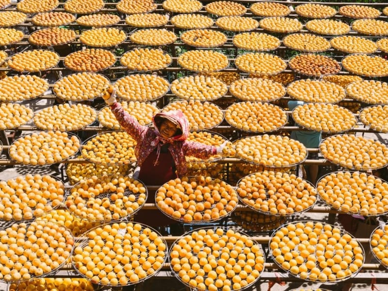 Hakka Persimmion Farm 