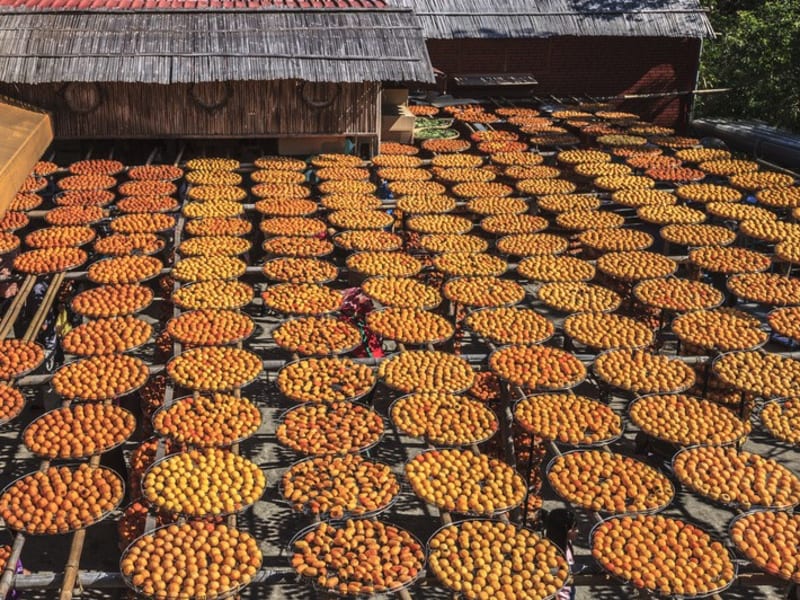 Hakka Persimmon Farm 