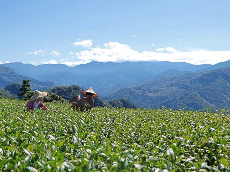 High mountain tea picking