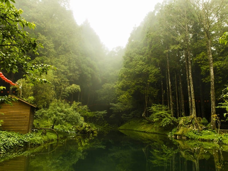 Alishan Forest