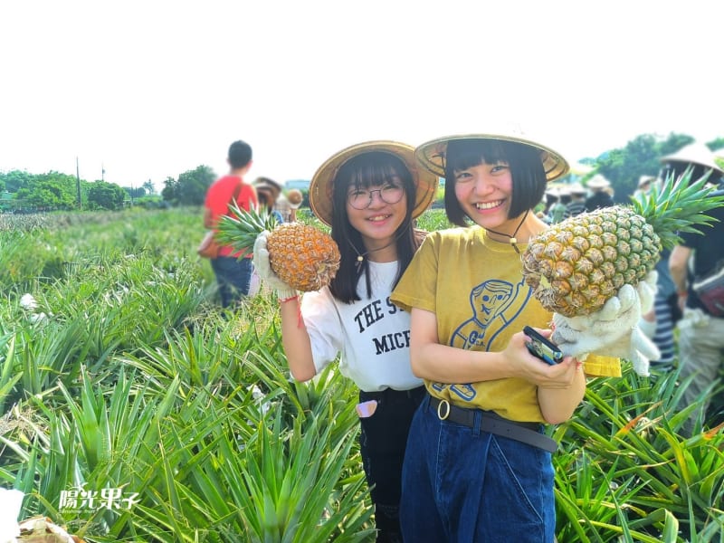 Picking up fresh pineapple by yourself