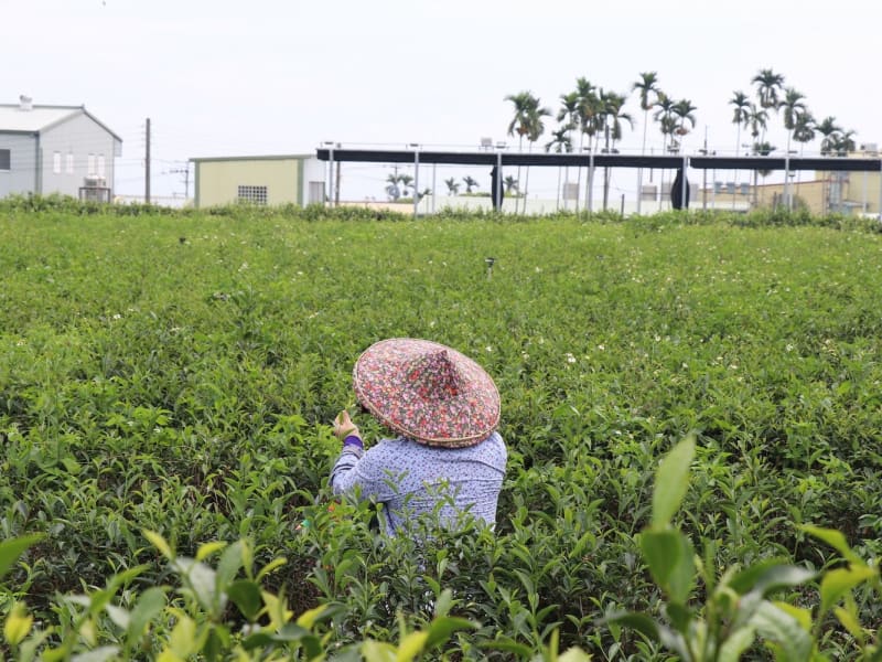 Have fun and learn about Taiwanese tea culture at the same time