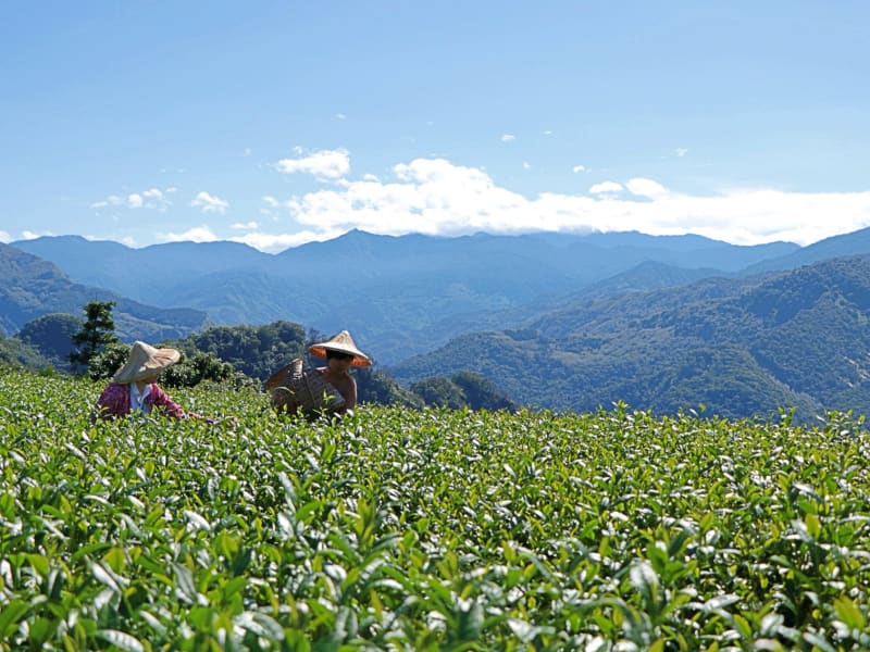 Experience Taiwan’s high mountain tea culture firsthand, with a guided harvest and tasting session in the misty hills of Alishan