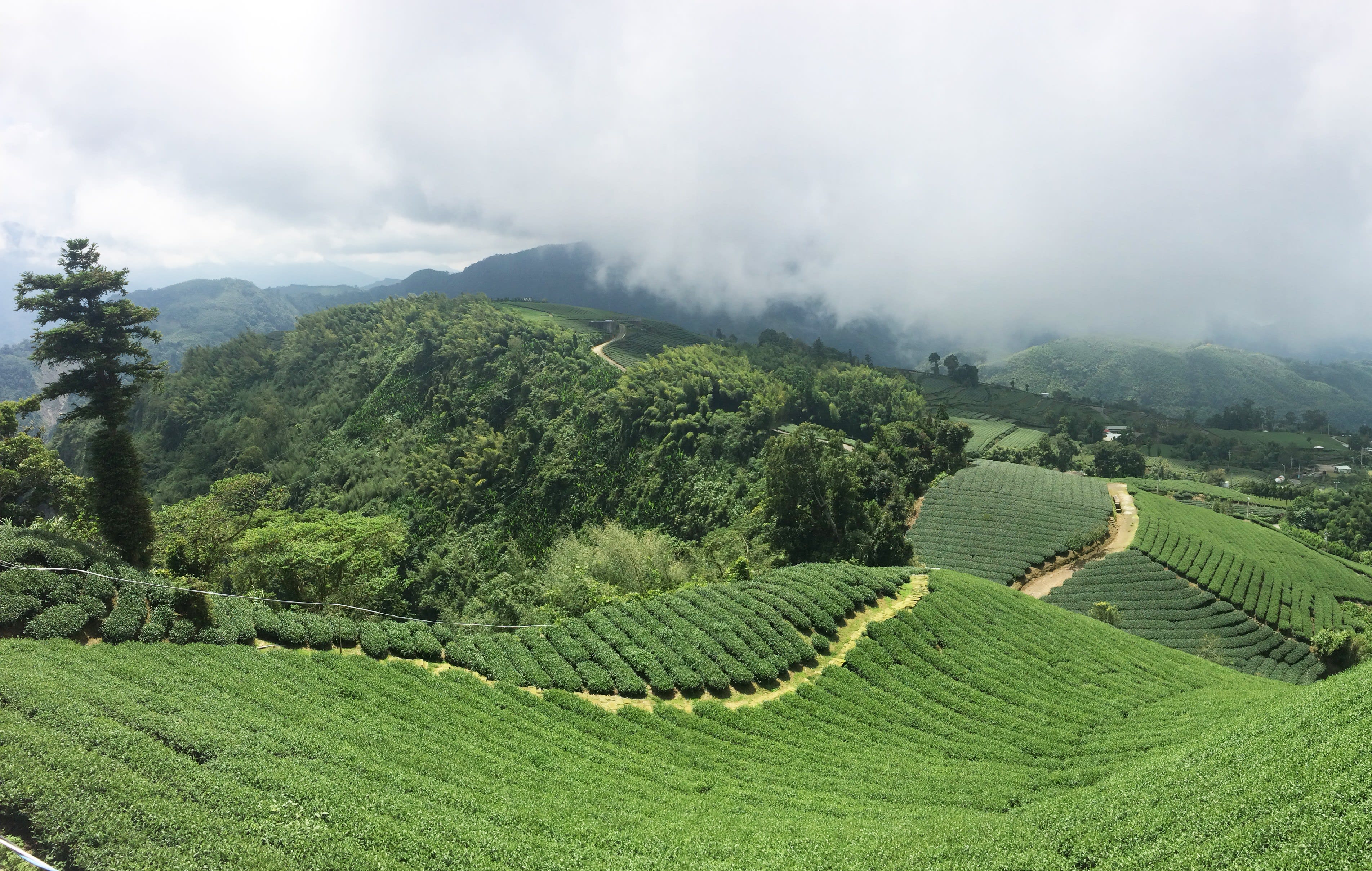 Tea Culture Day Tour
