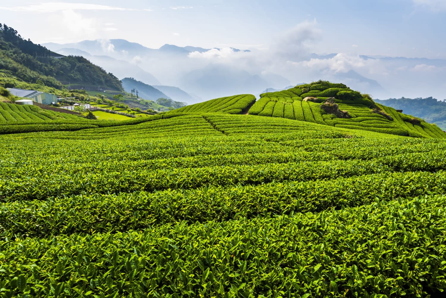 What to Expect on a Taiwan Tea Plantation Tour
