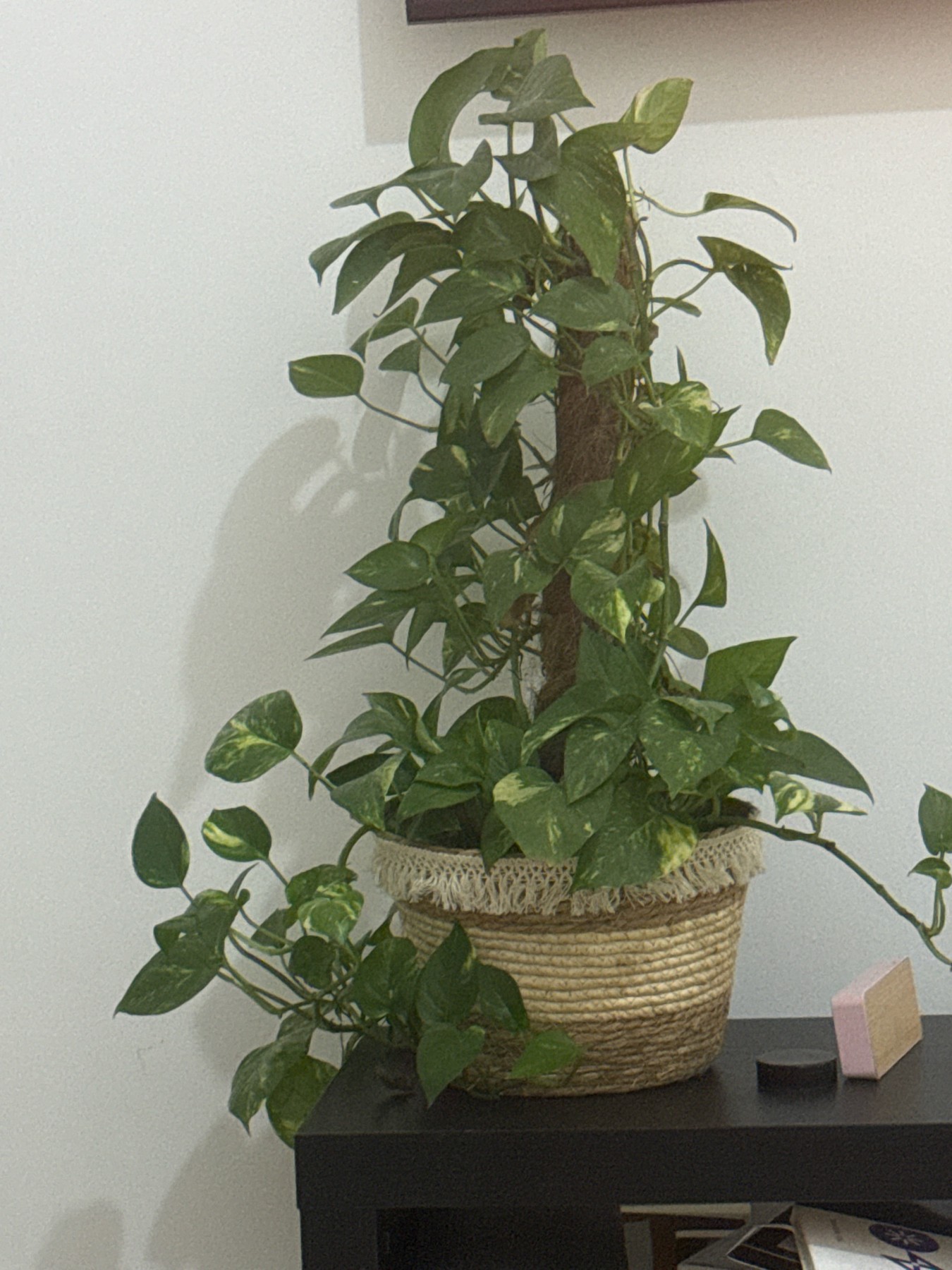 Potted Climbing Houseplant