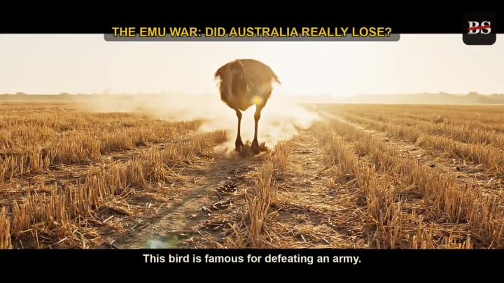The Emu War: Did Australia Really Lose?