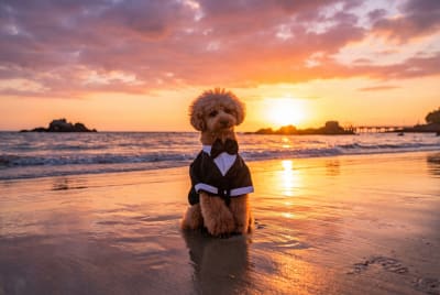 ビーチ・サンセット - 砂浜と夕焼けで犬種問わず映える王道