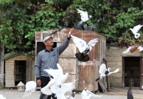 30 il qəfəsdə qalan sülh quşu