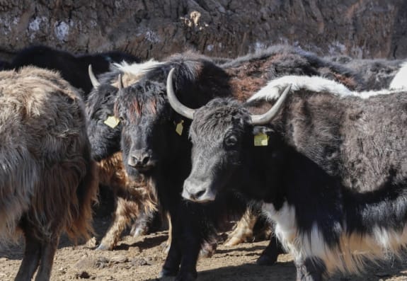 Laçına gətirilmiş yak sürüsünün yerli şəraitə adaptasiya prosesi davam edir