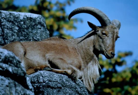 Azad olunmuş ərazilərə bezoar keçiləri buraxılacaq