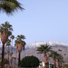 a palm tree lined street in front of a mountain range with snow on the top of the mountains in the distance