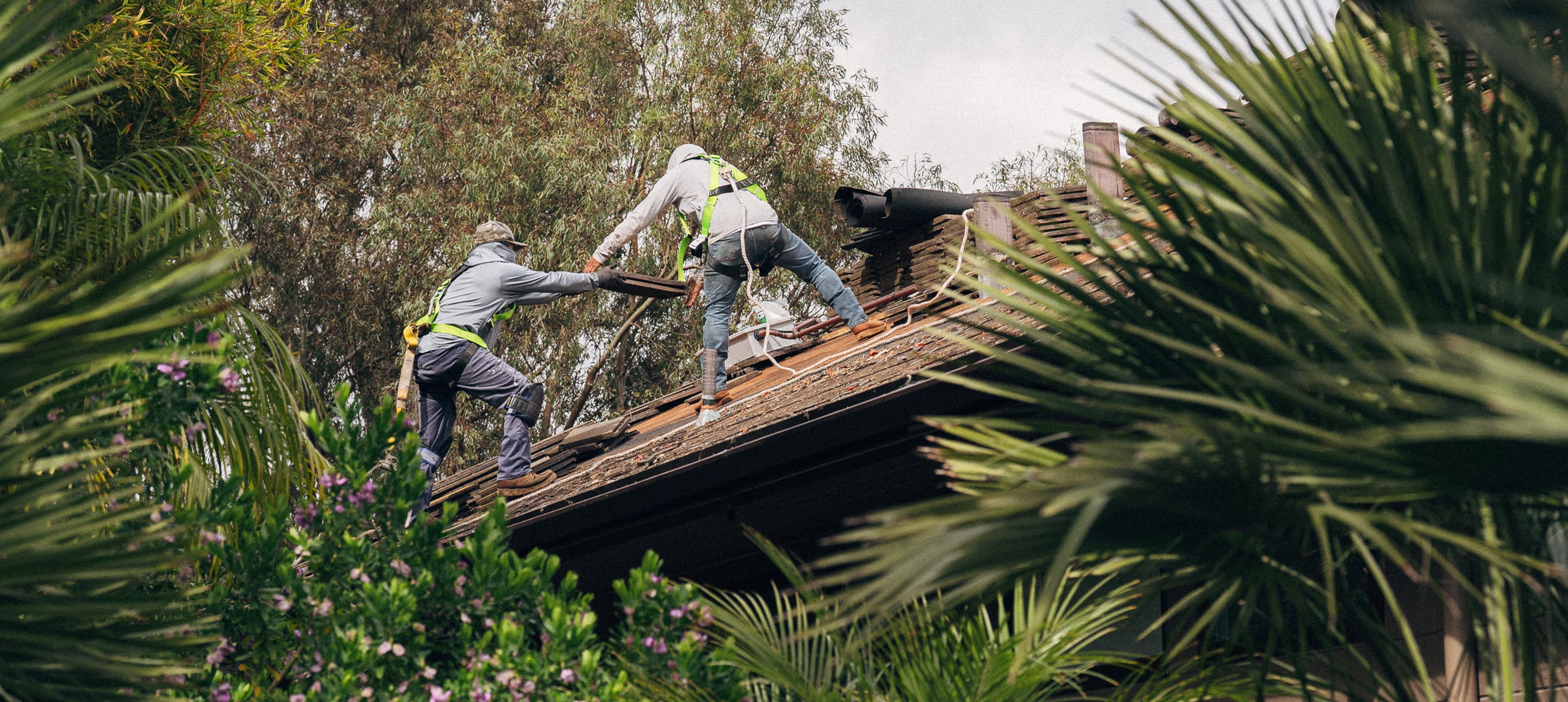 A roofer working across a roof during a shingle replacement