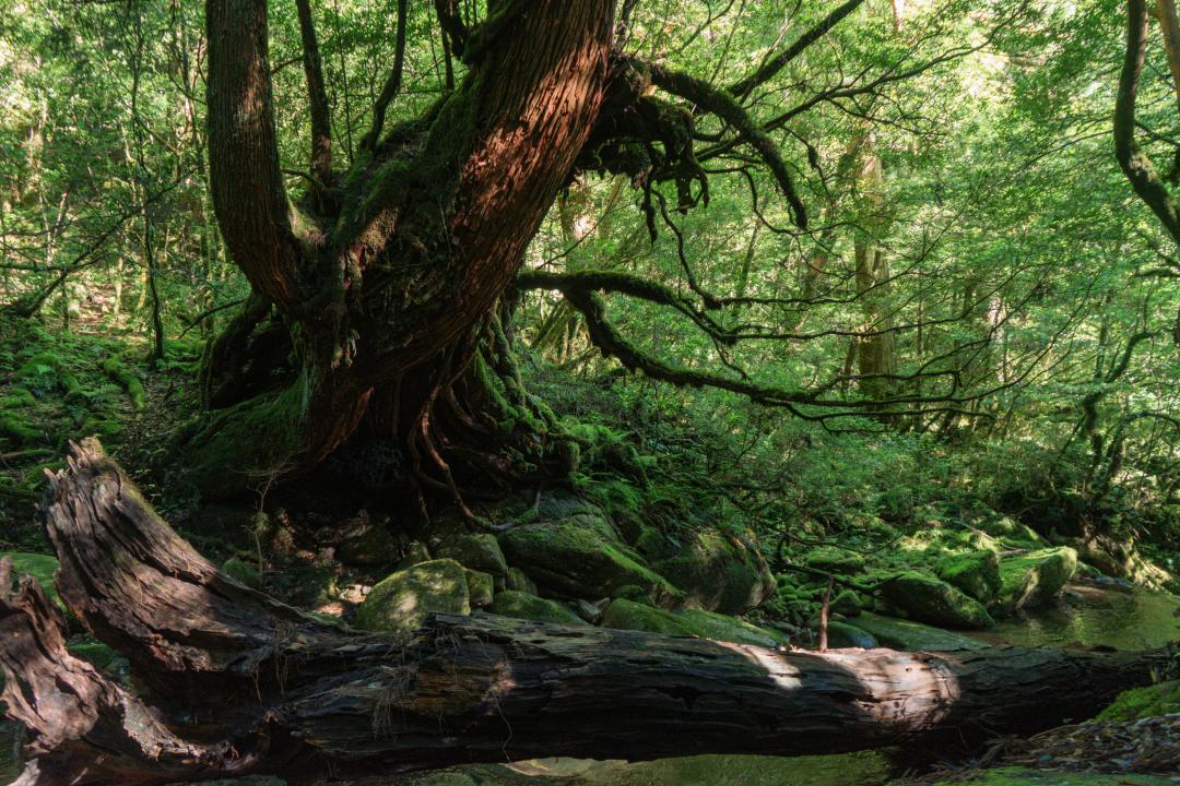 Yakushima Island