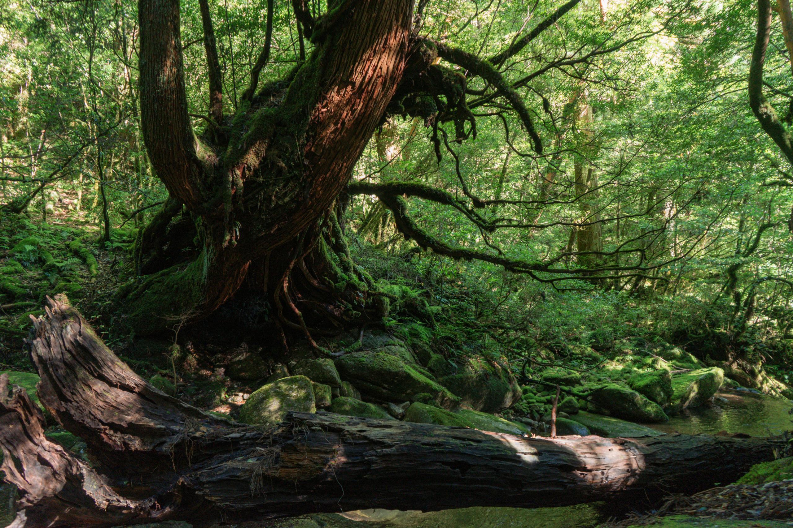 Yakushima Island