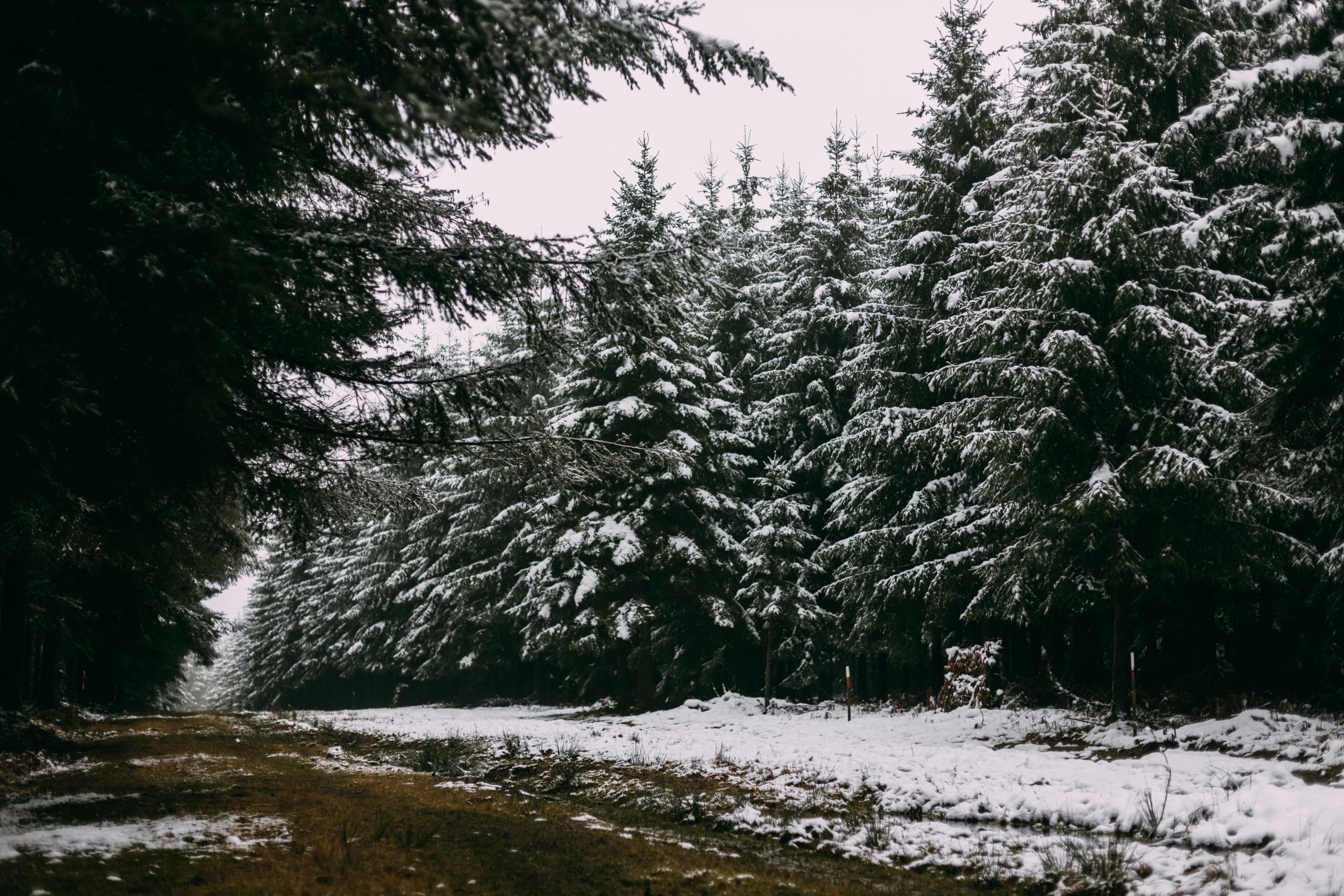 Ardennes Forest, Belgium