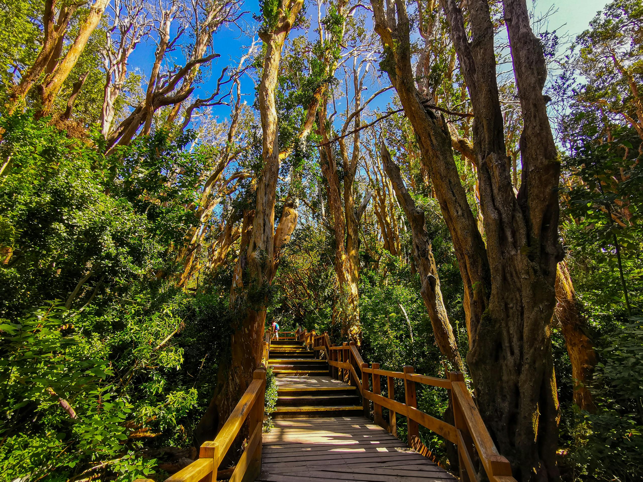 Nahuel Huapi National Park