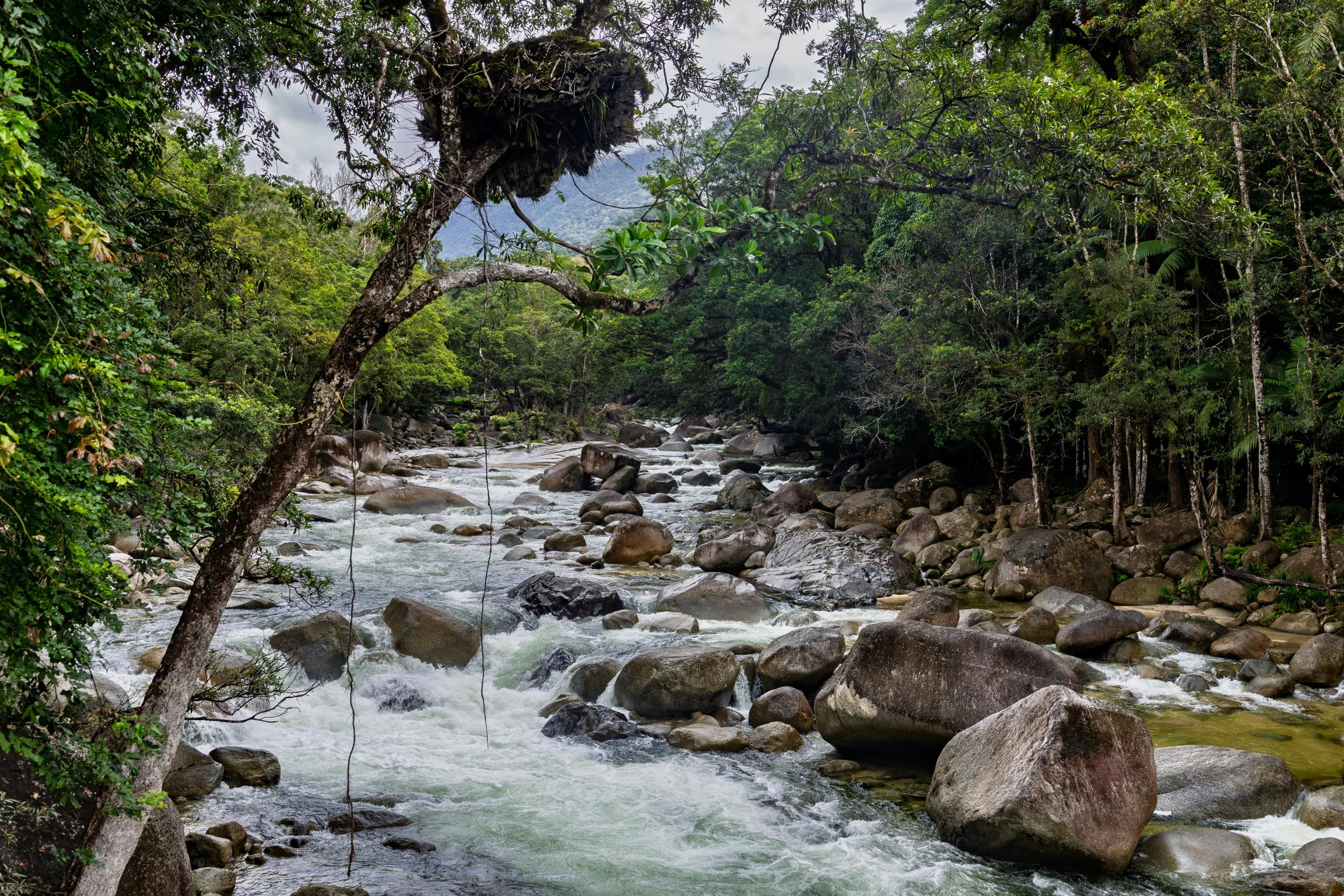 Daintree Rainforest