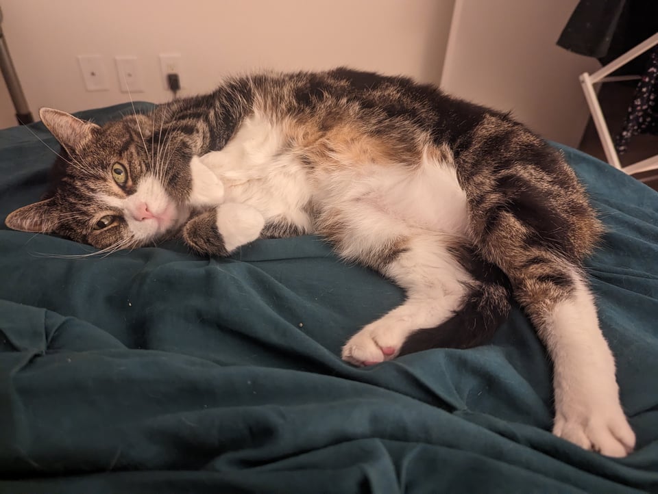 A gray and white tabby cat with her belly exposed