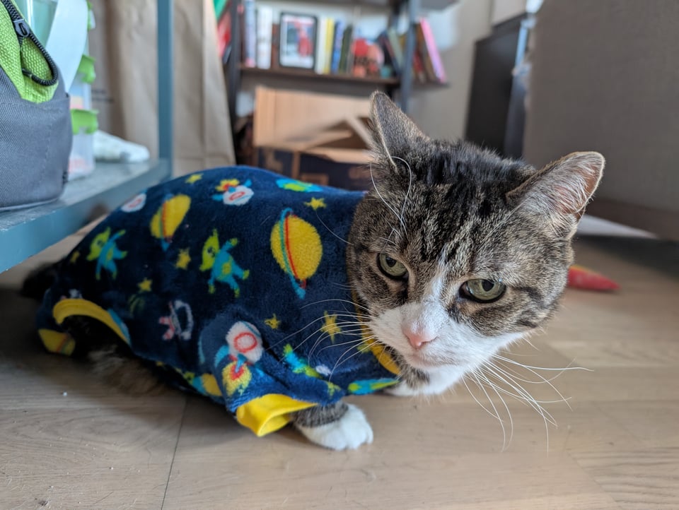 A grumpy gray and white tabby wearing a navy outer-space-themed onesie against her will