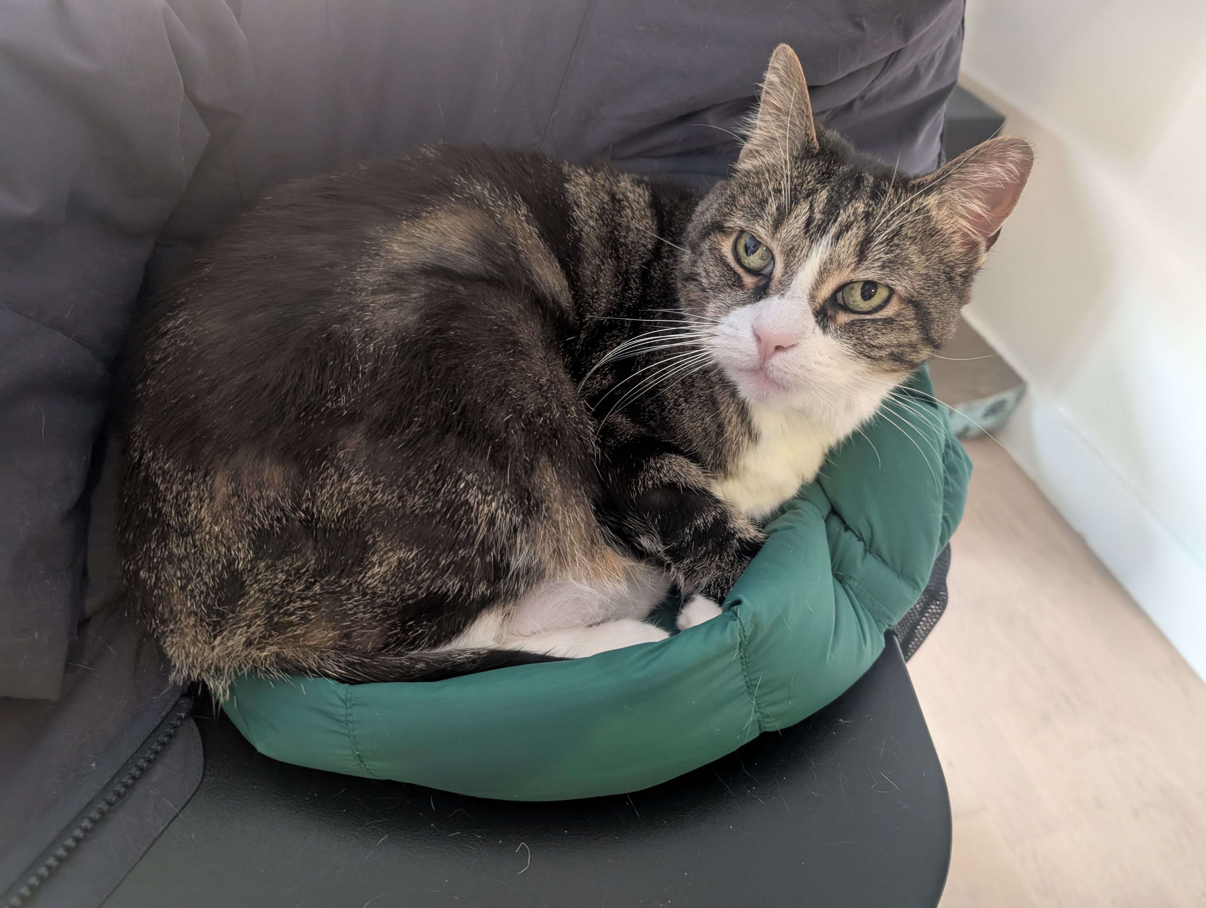 A gray and white cat curled up on a kelly-green jacket on a black kitchen chair