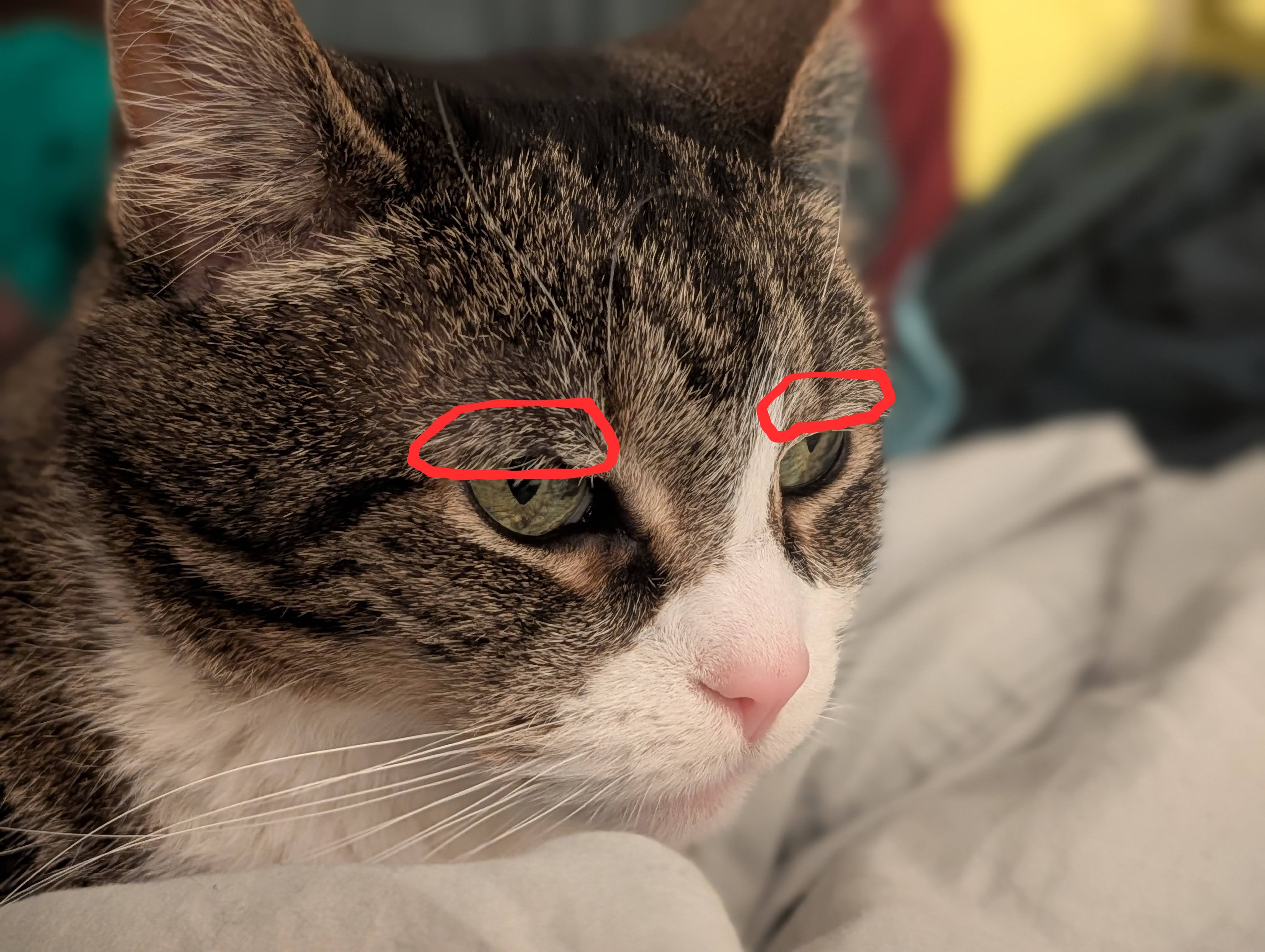 A gray and white tabby cat’s face with the tiny furry eyebrow parts circled in red