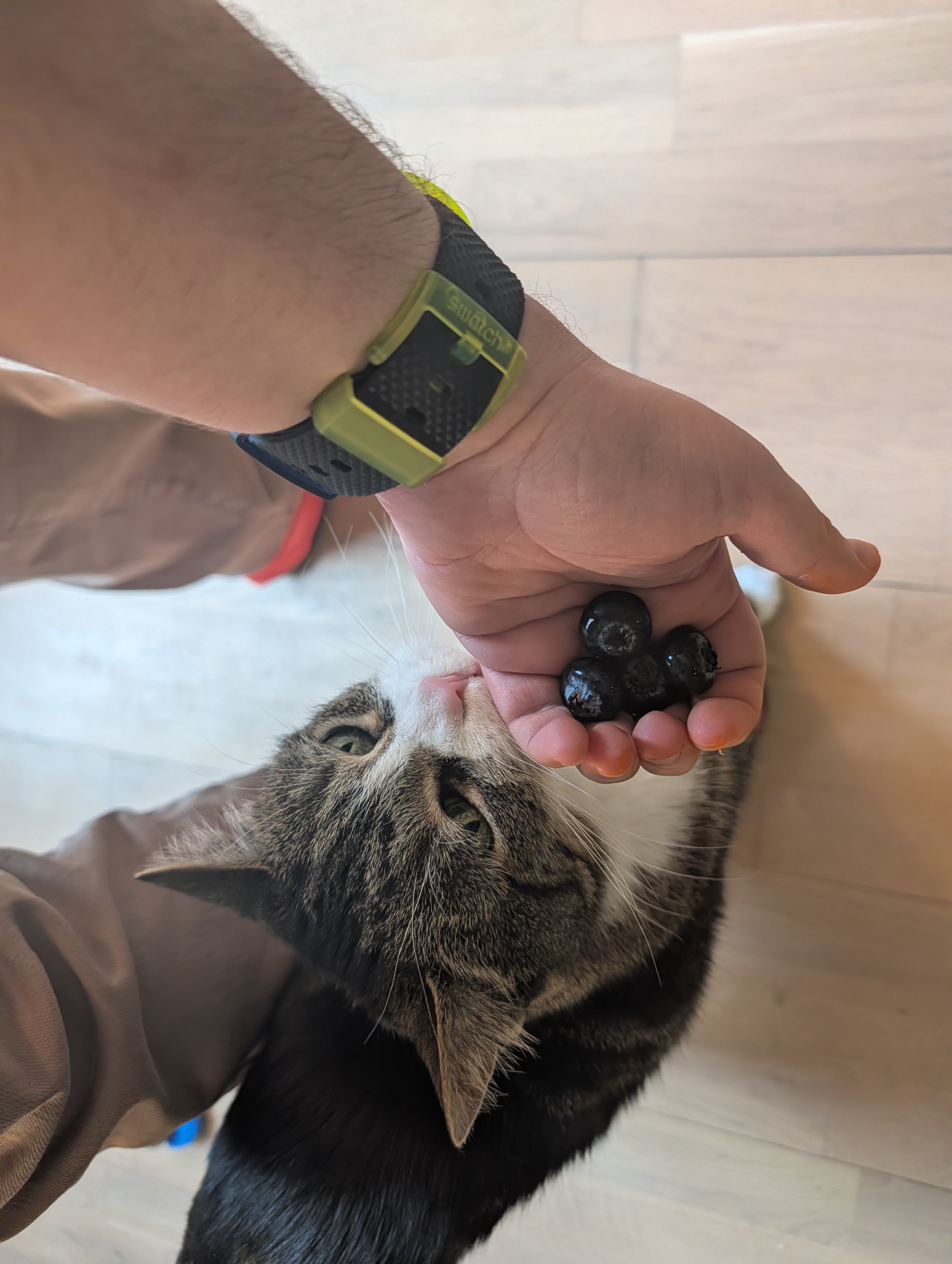 A gray and white tabby cat rubbing an outstretched hand holding four jumbo-size blueberries for her consumption.