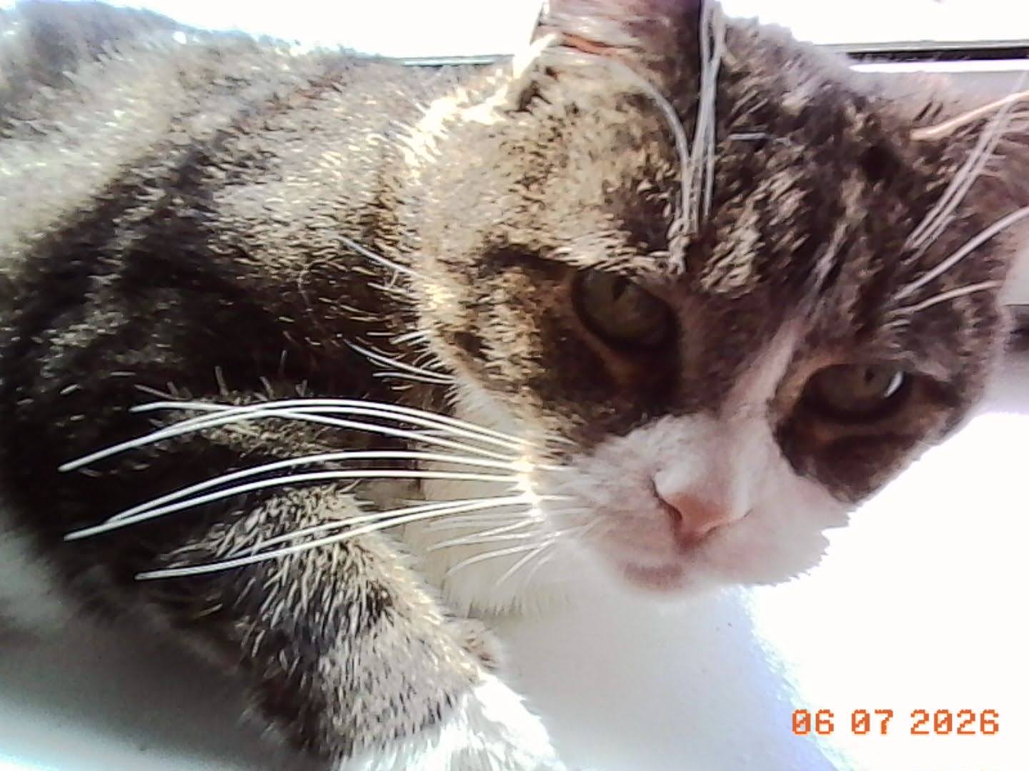 A grainy picture of a gray and white tabby cat glaring at the camera. It is dated June 7, 2026.