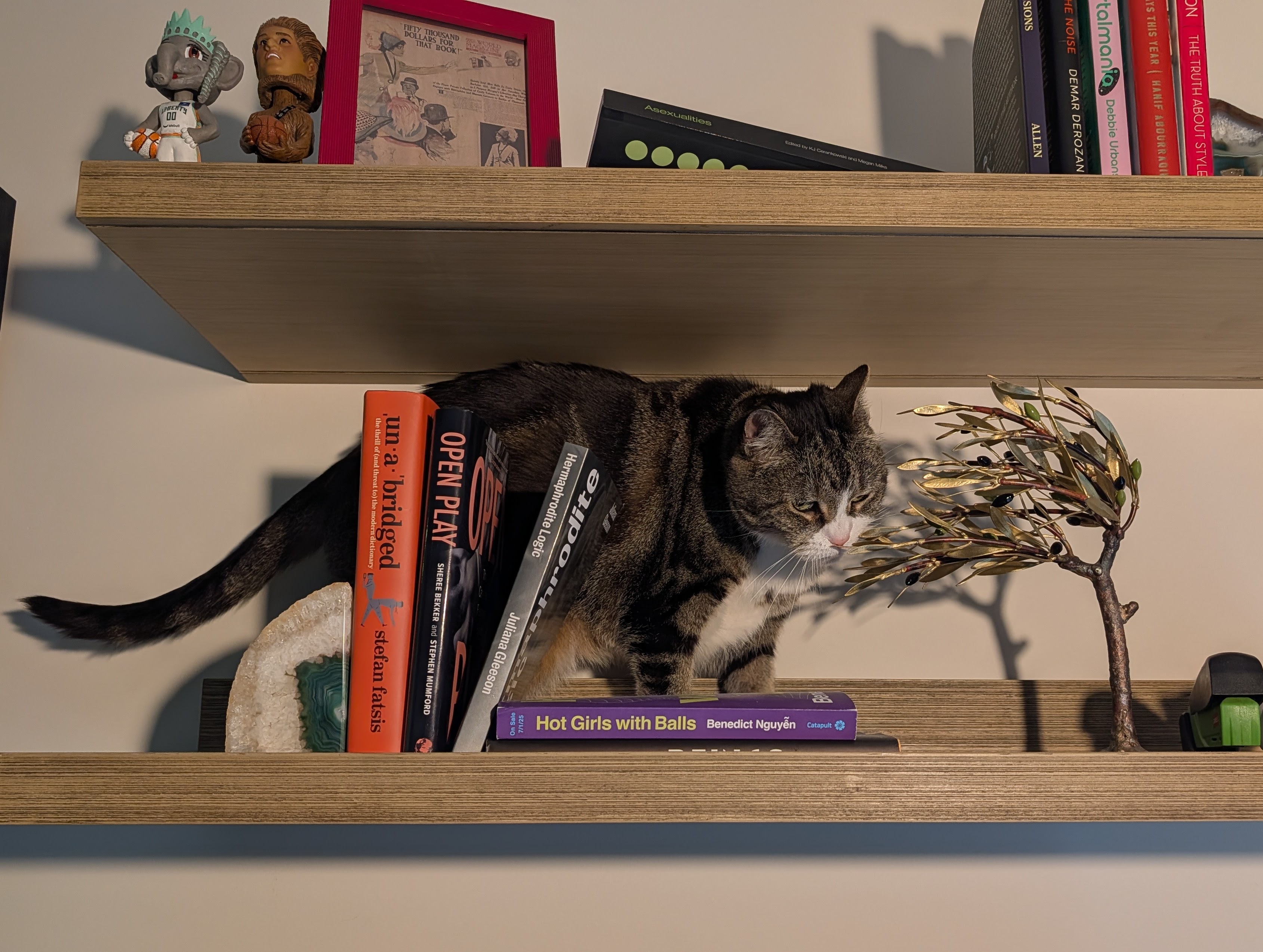 A gray and white tabby cat stands on the lower of two shelves with a few books, rubbing her cheek against a miniature sculpture of an olive tree.