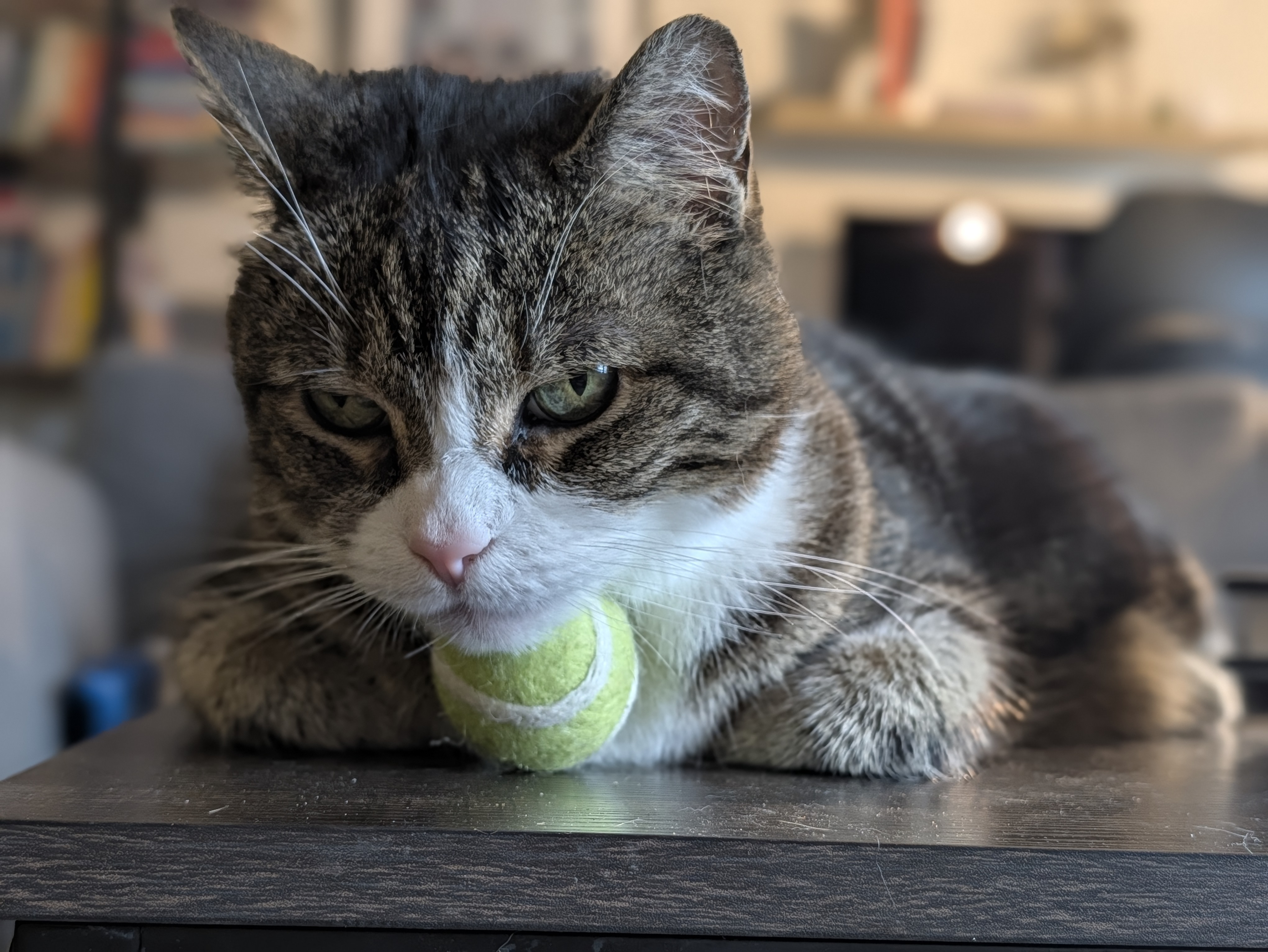 A gray and white tabby cat sits on a table with a cat-toy-sized tennis ball resting under her chin.