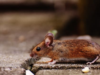 Саратовцам напомнили правила профилактики мышиной лихорадки