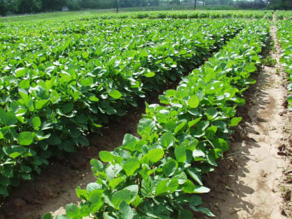 Китай далеко, российский рынок в тумане: саратовские аграрии не спешат отдавать гектары под прибыльную сою