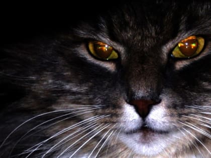 Бешеный кот стал причиной карантина в саратовском райцентре