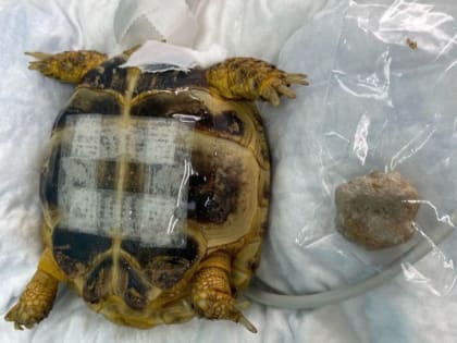 Саратовские ветеринары вытащили двухсантиметровый камень из домашней черепахи