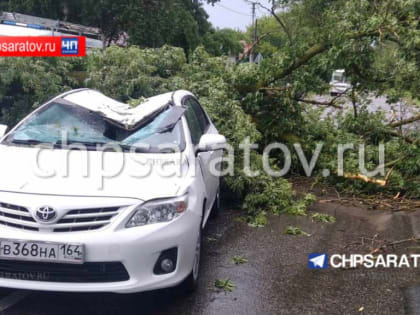 В Балашове дерево упало на автомобиль