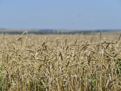 Саратовская область вышла на первое место по сбору зерна в ПФО