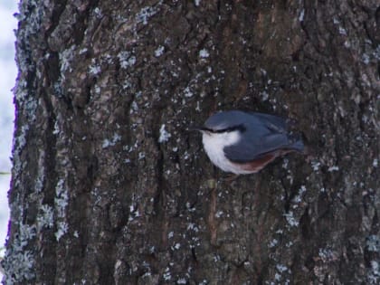 Татьянин день в Саратове будет ясным