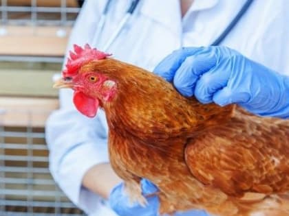 В Саратовской области опасный грипп птиц не выявлен