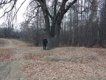 Дуб в урочище Тинь-Зинь получил федеральный статус памятника живой природы