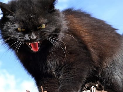 Мертвый бешеный кот стал причиной введения карантина под Калининском