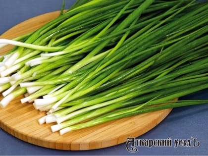 Специалисты назвали неожиданные полезные свойства зелёного лука