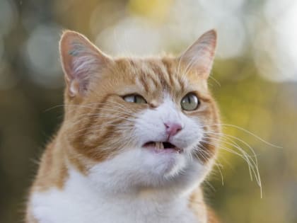 В селе под Саратовом из-за бешеного кота ввели карантин