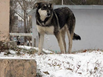 Под Энгельсом бродячая собака укусила за лицо семилетнюю девочку